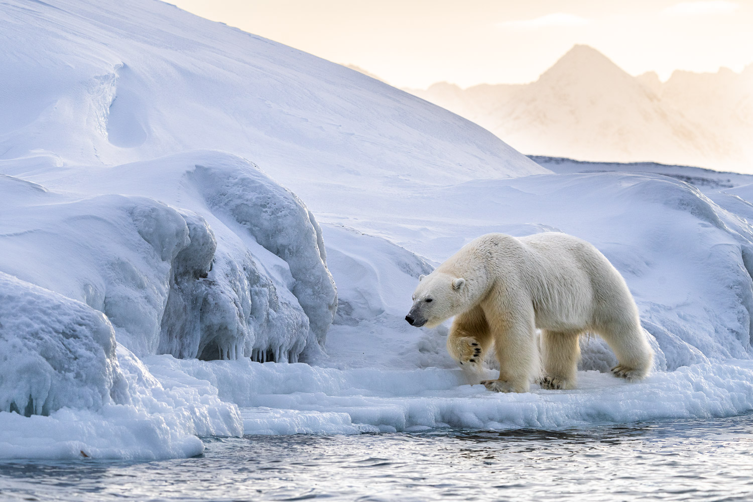 How To Photograph Polar Bears In Svalbard WildPhoto