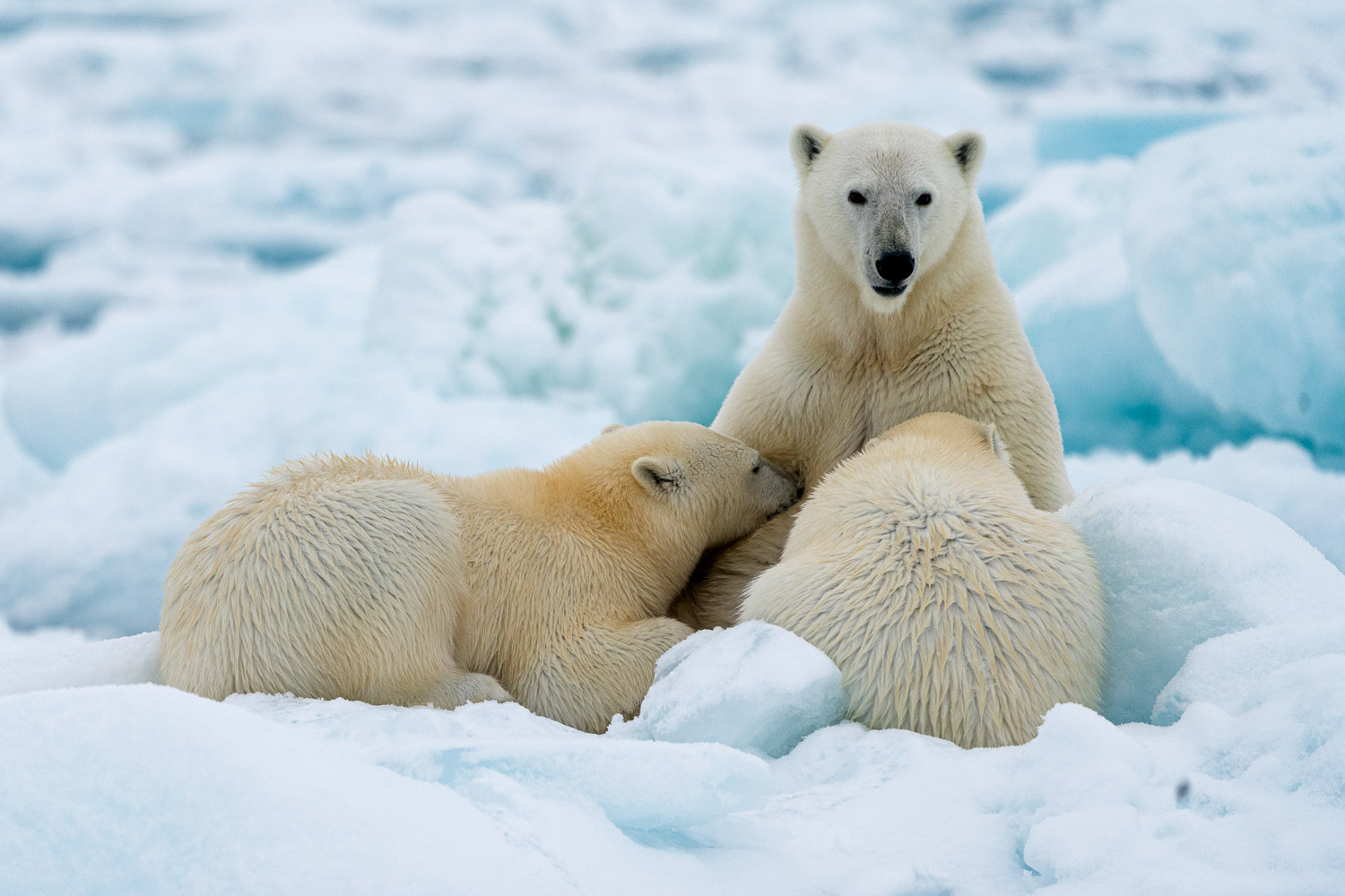 Polar bear in Svalbard in Summer