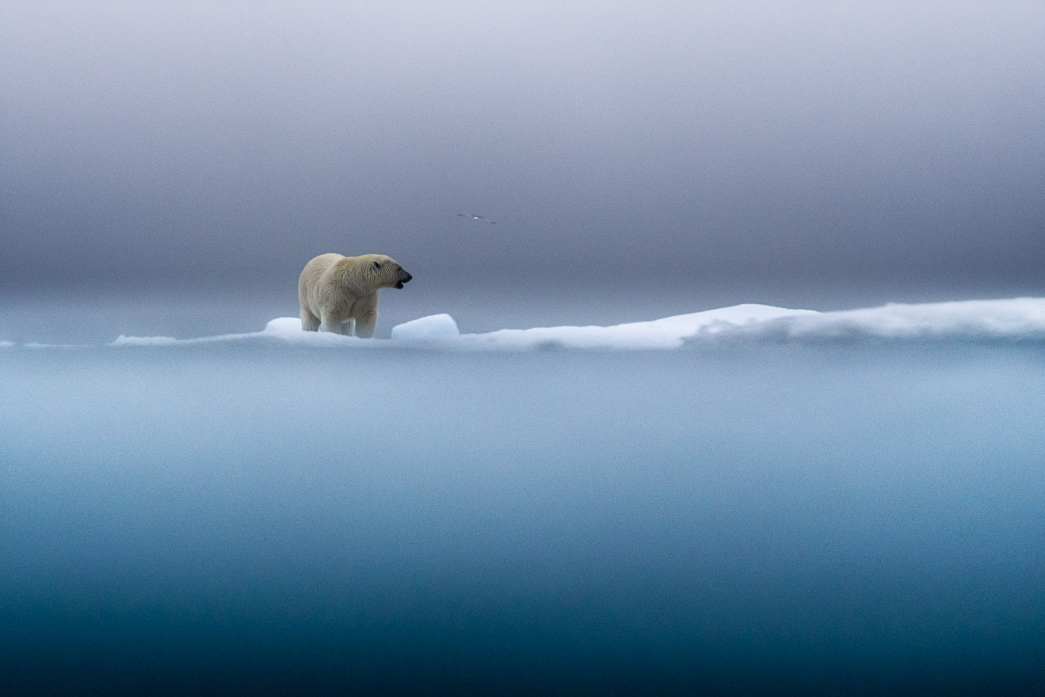 Polar bear in Svalbard in Summer