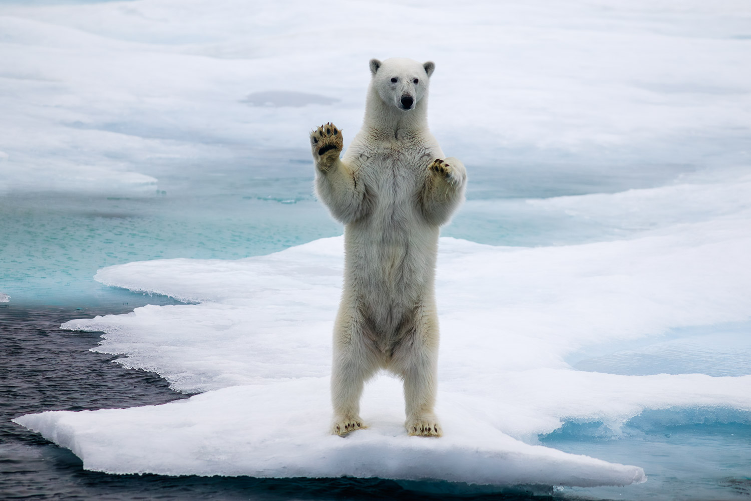 Polar bear in Svalbard in Summer
