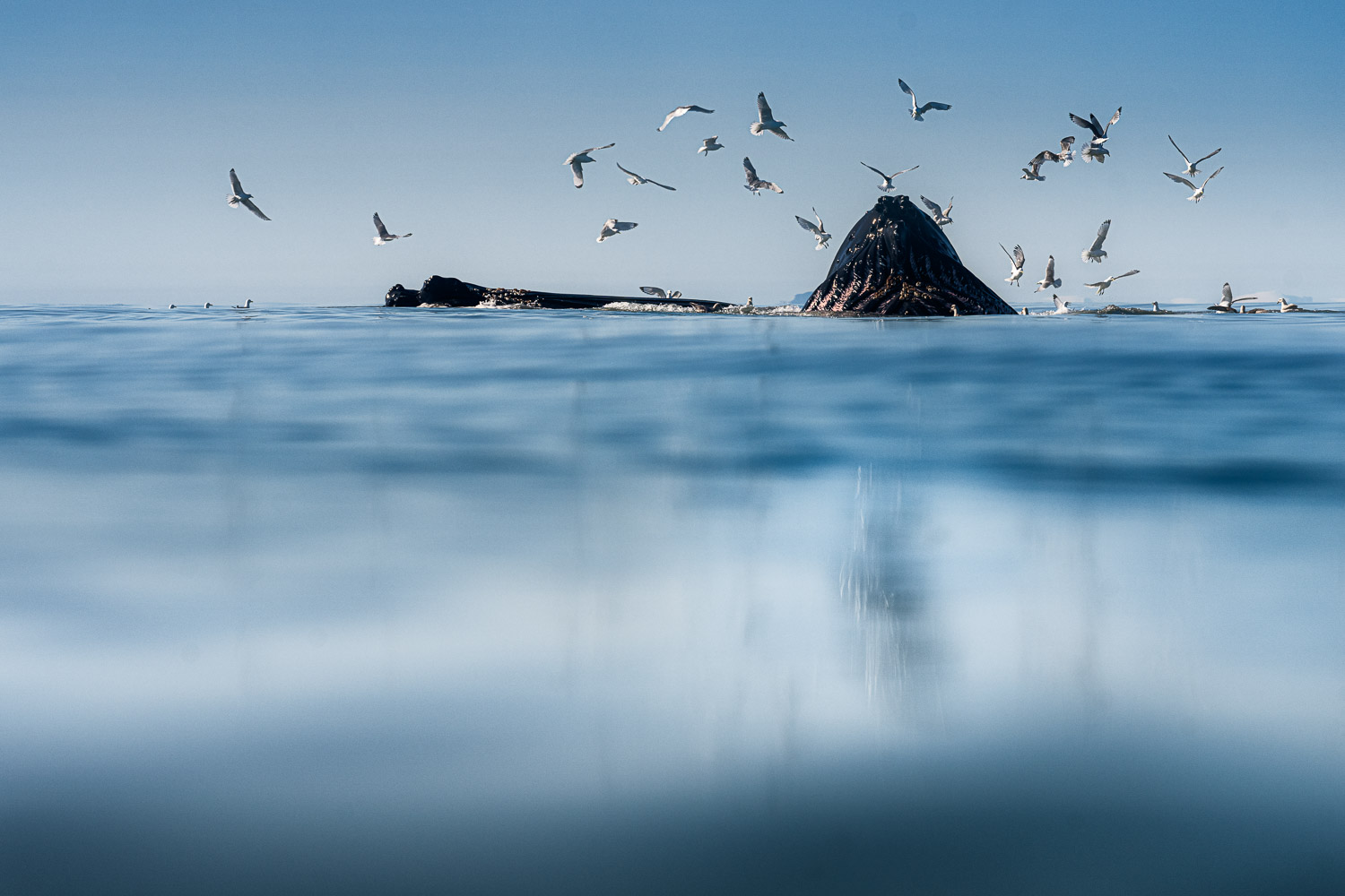 Humpack whales in Svalbard seen from the surface