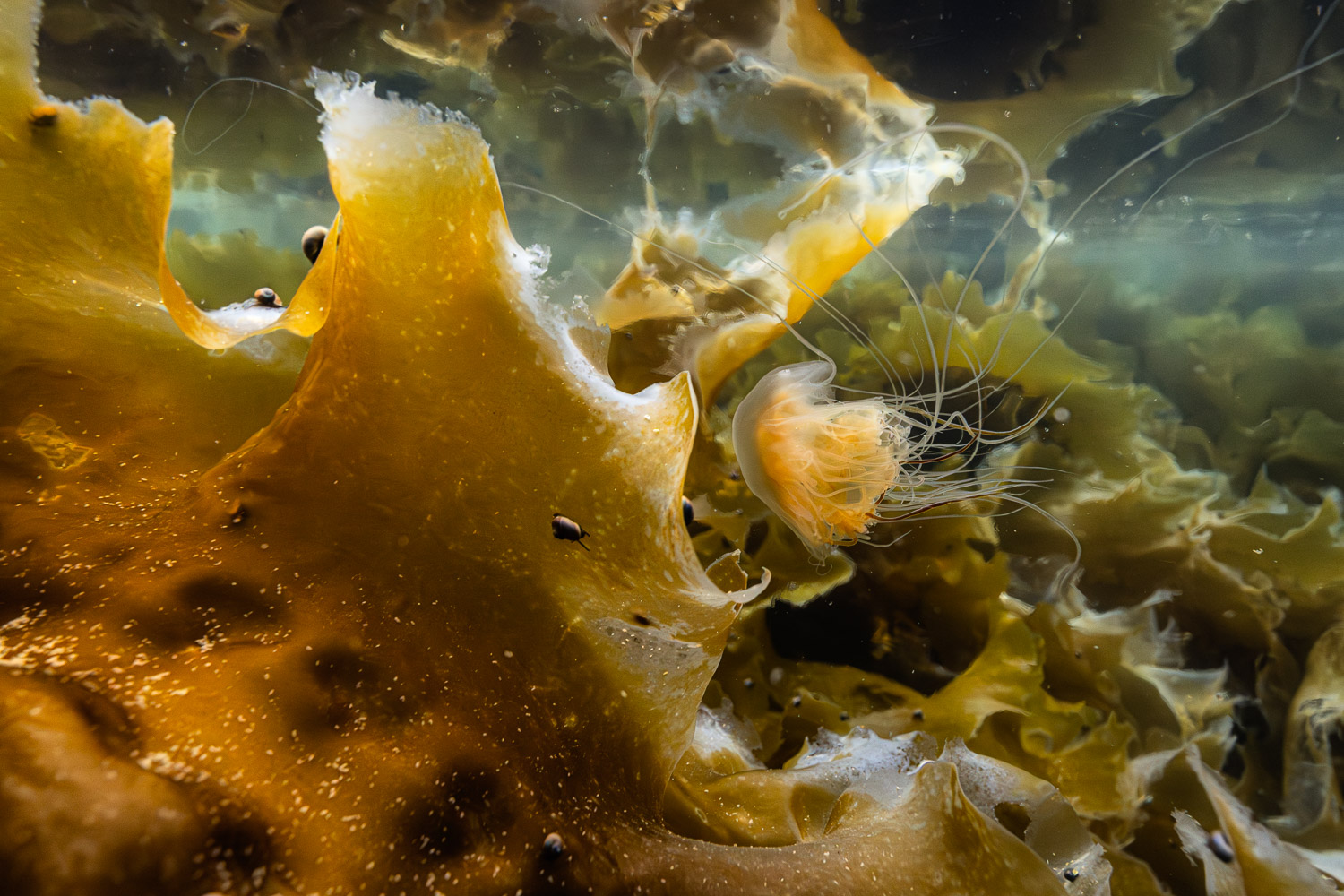 Svalbard underwater life