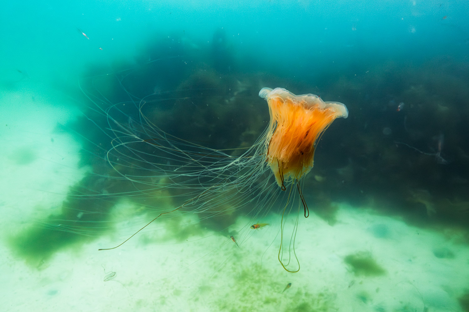 Svalbard underwater life