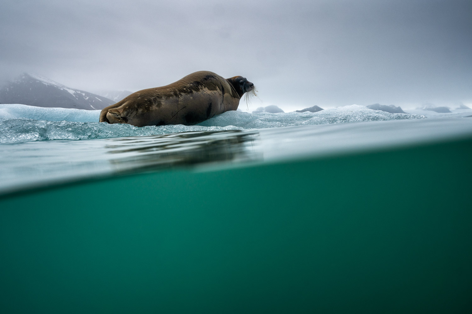 Svalbard underwater life