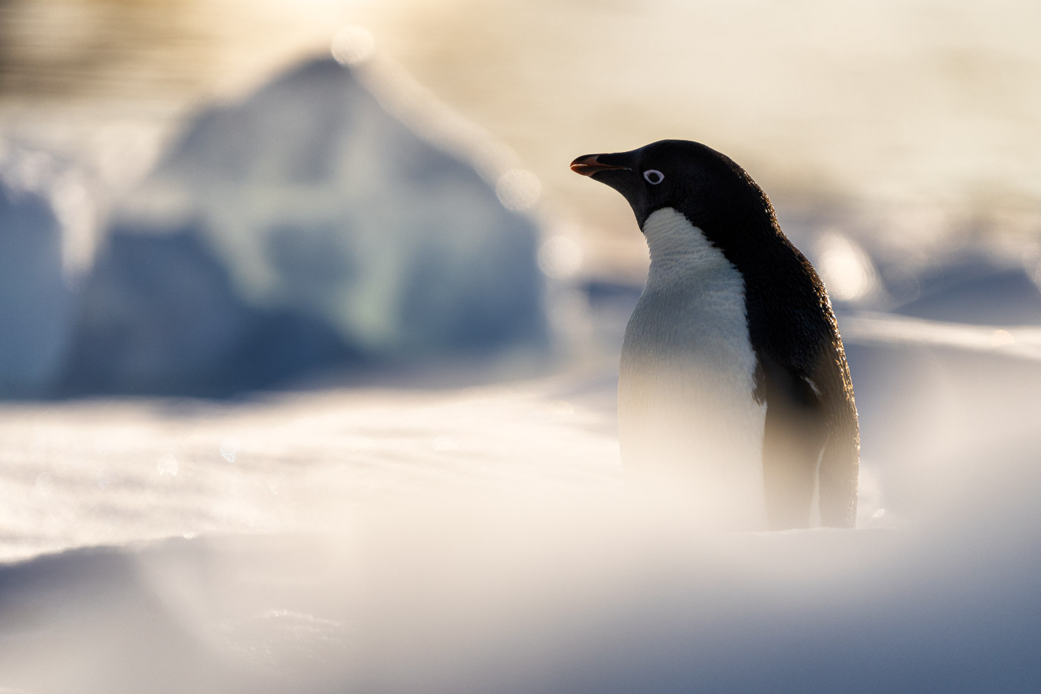 Adelie penguin in Ross Sea, Antarctica