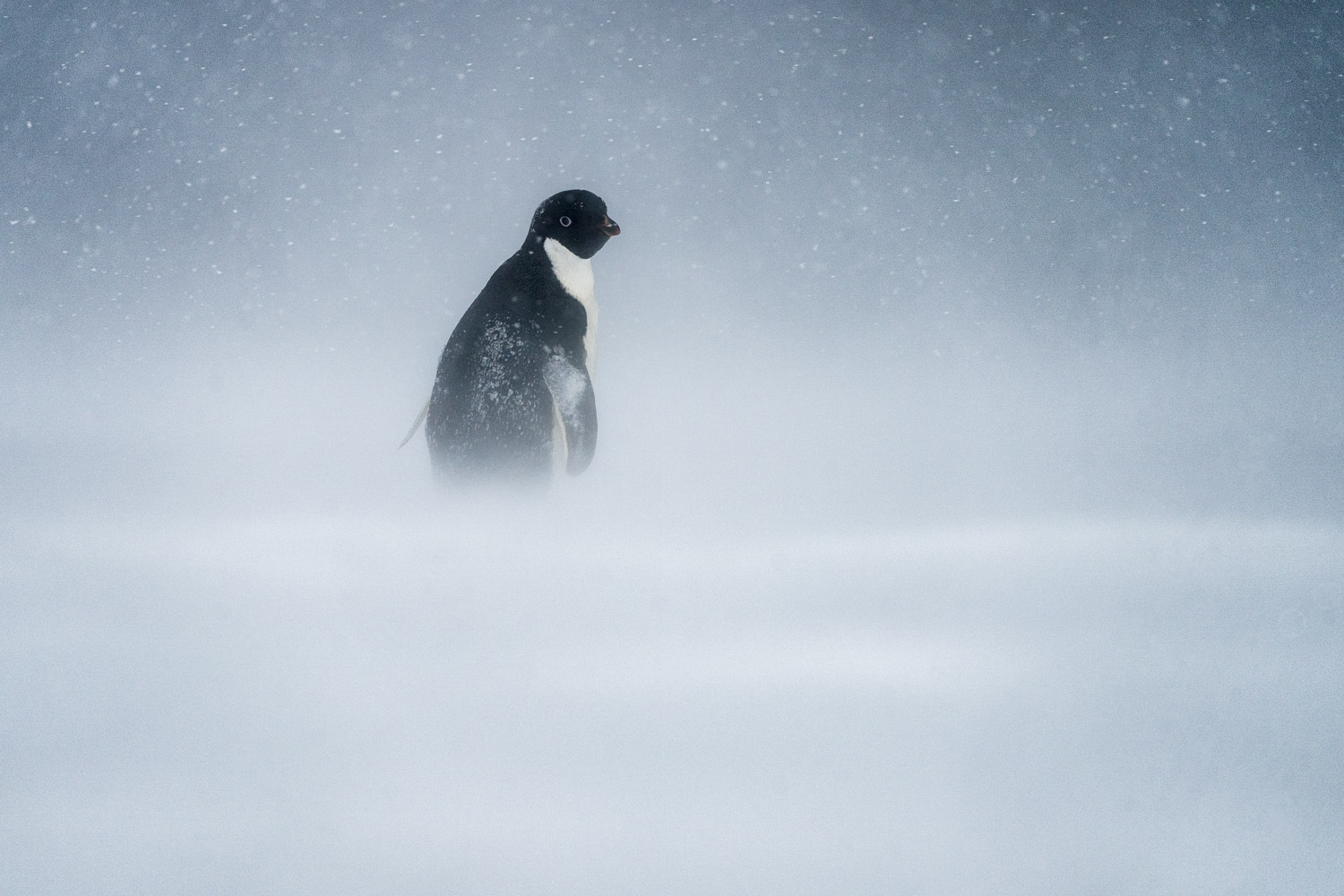 Adelie penguin in Ross Sea, Antarctica