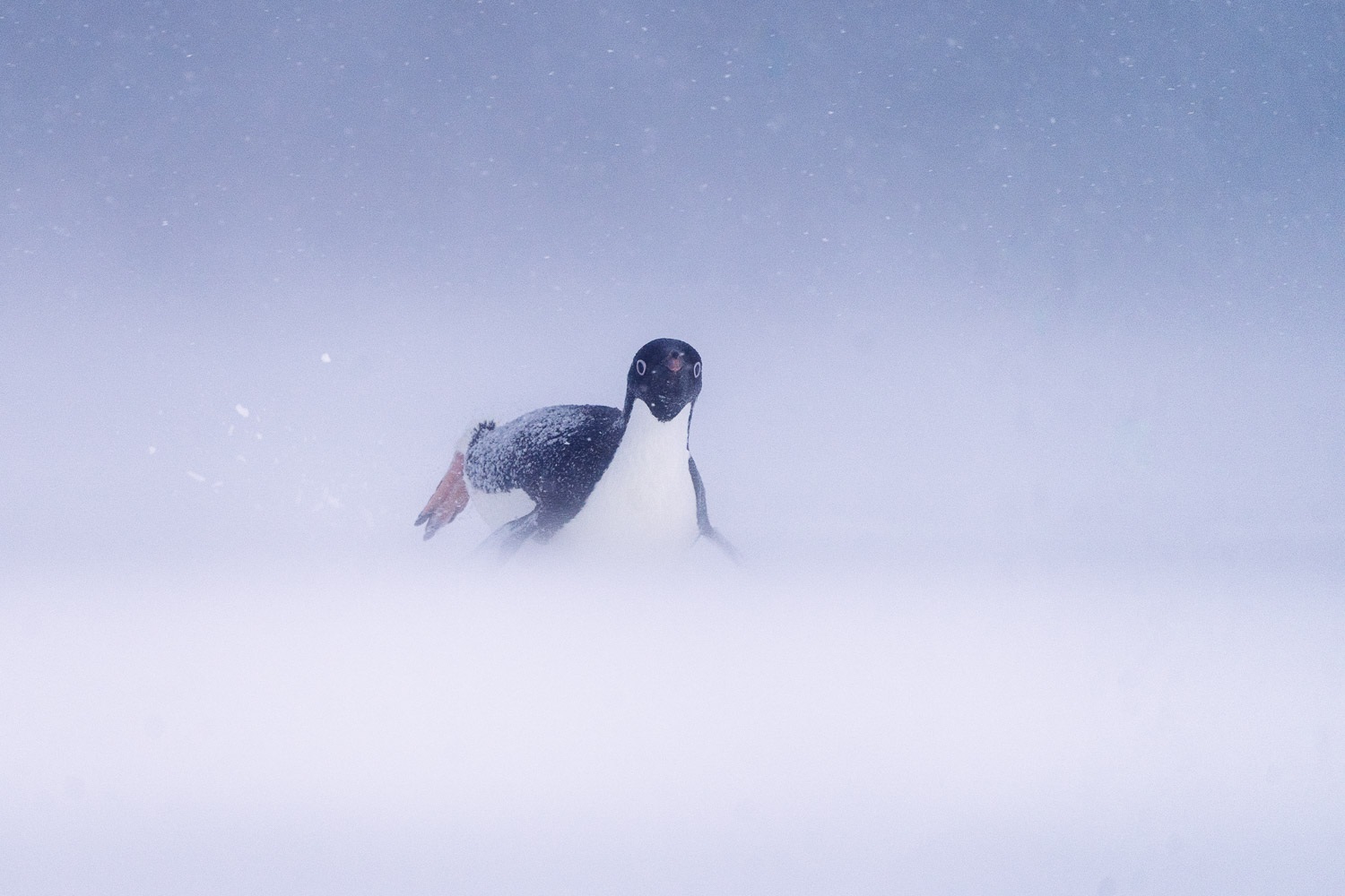 Adelie penguin in Ross Sea, Antarctica