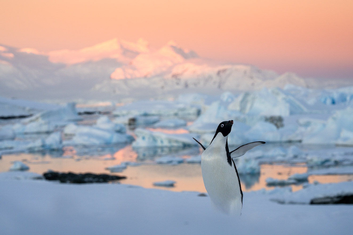 Adelie penguin iat sunset in Antarctica