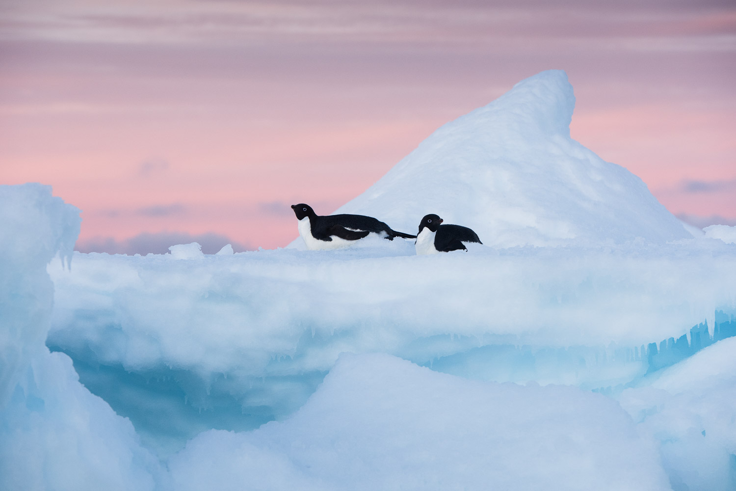 Adelie penguin after sunset in Antarctica