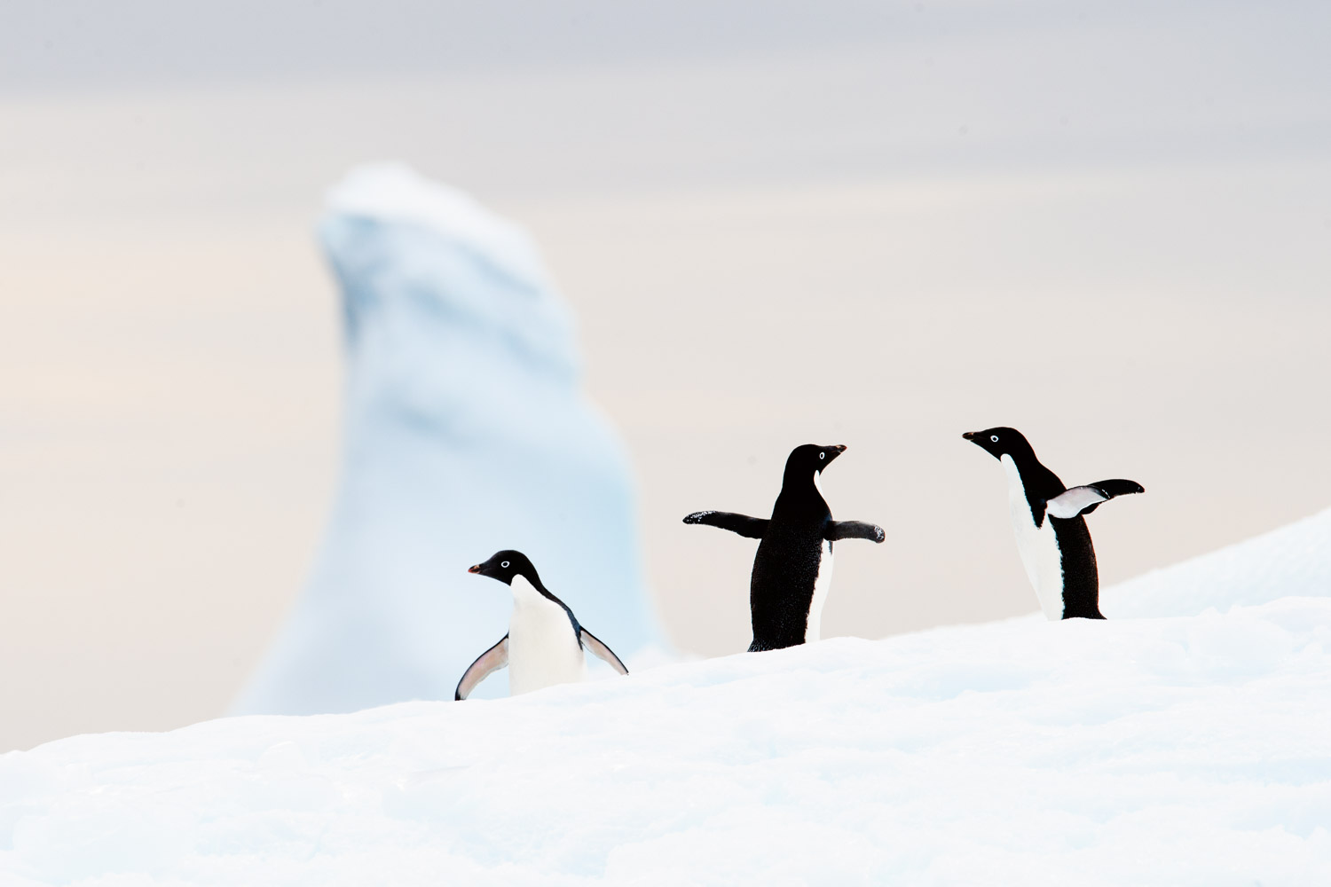 Adelie penguin on iceberg in Antarctica