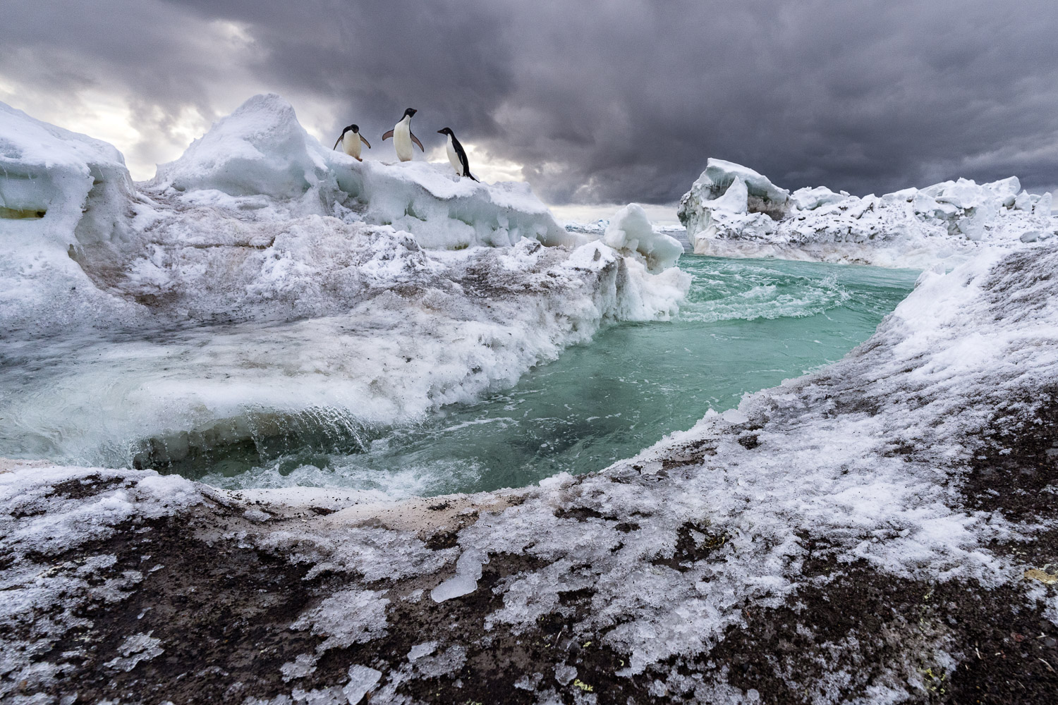 Adelie penguin in Ross Sea, Antarctica