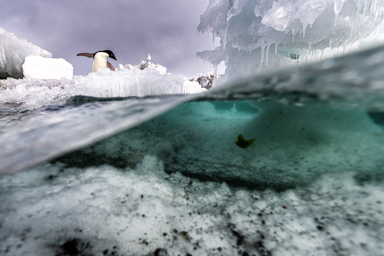 Adelie penguin in Ross Sea, Antarctica