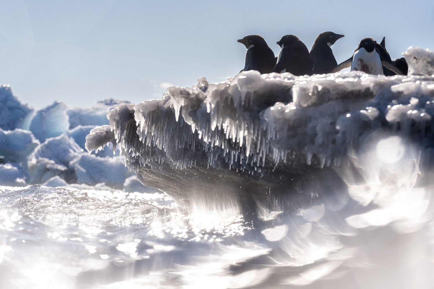 Adelie penguin in Ross Sea, Antarctica