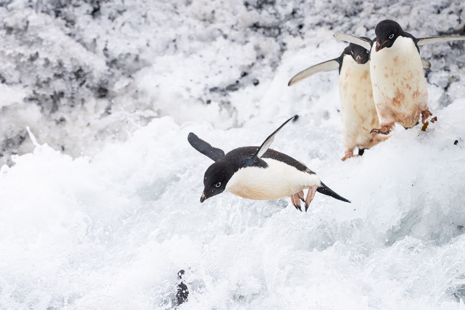 Adelie penguin in Ross Sea, Antarctica