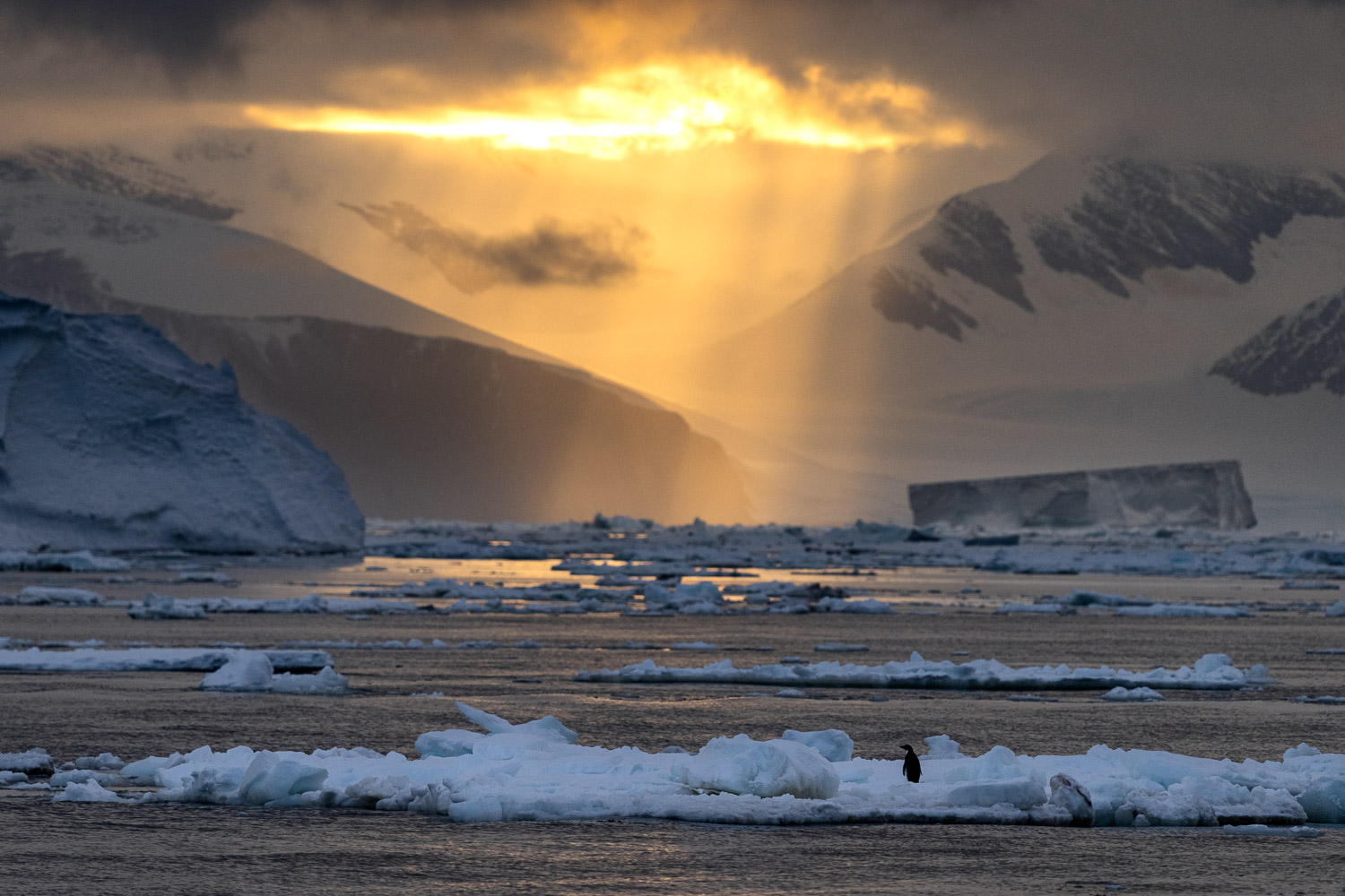 Adelie penguin in Ross Sea, Antarctica