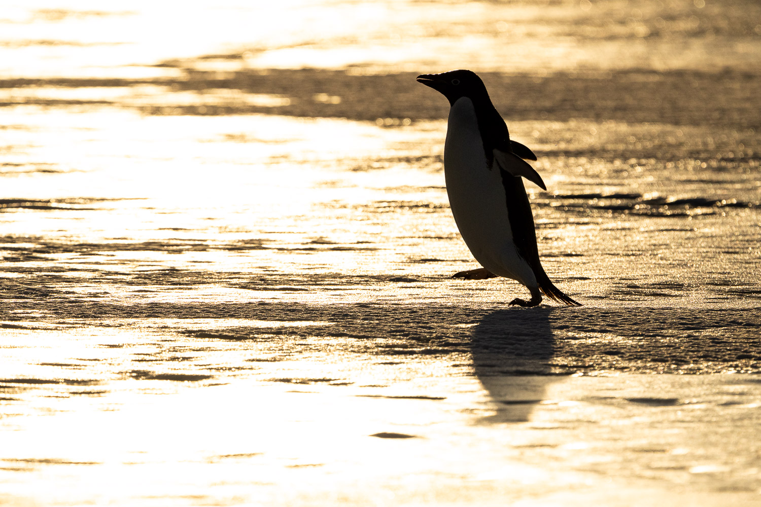 Adelie penguin in Ross Sea, Antarctica