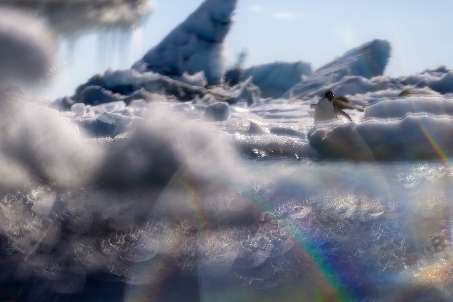 Adelie penguin in Ross Sea, Antarctica
