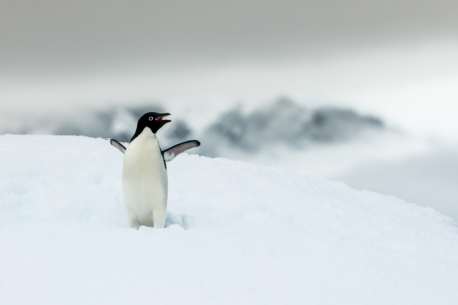  Adelie penguin in Antarctica
