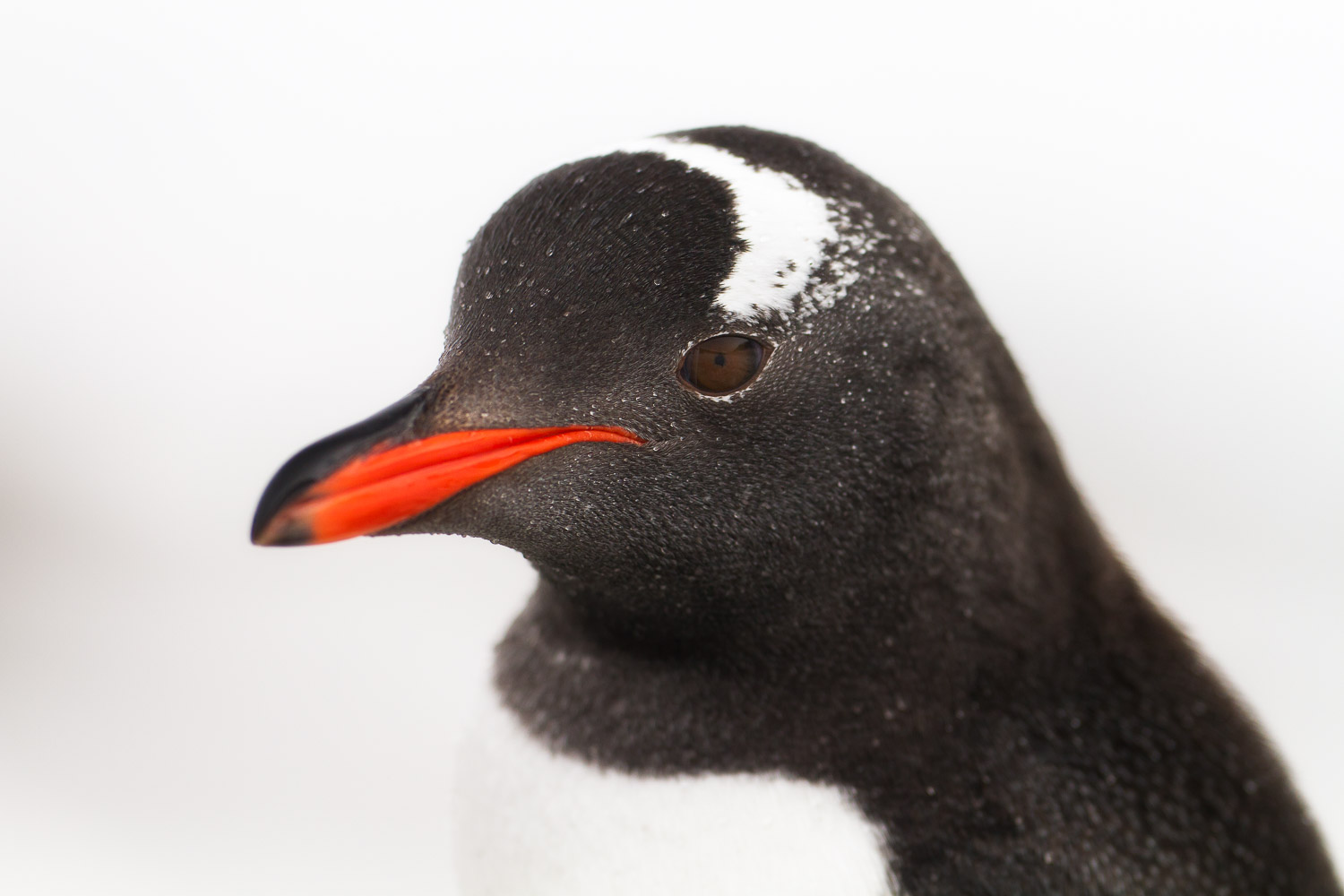 Gentoo penguin in Antarctica