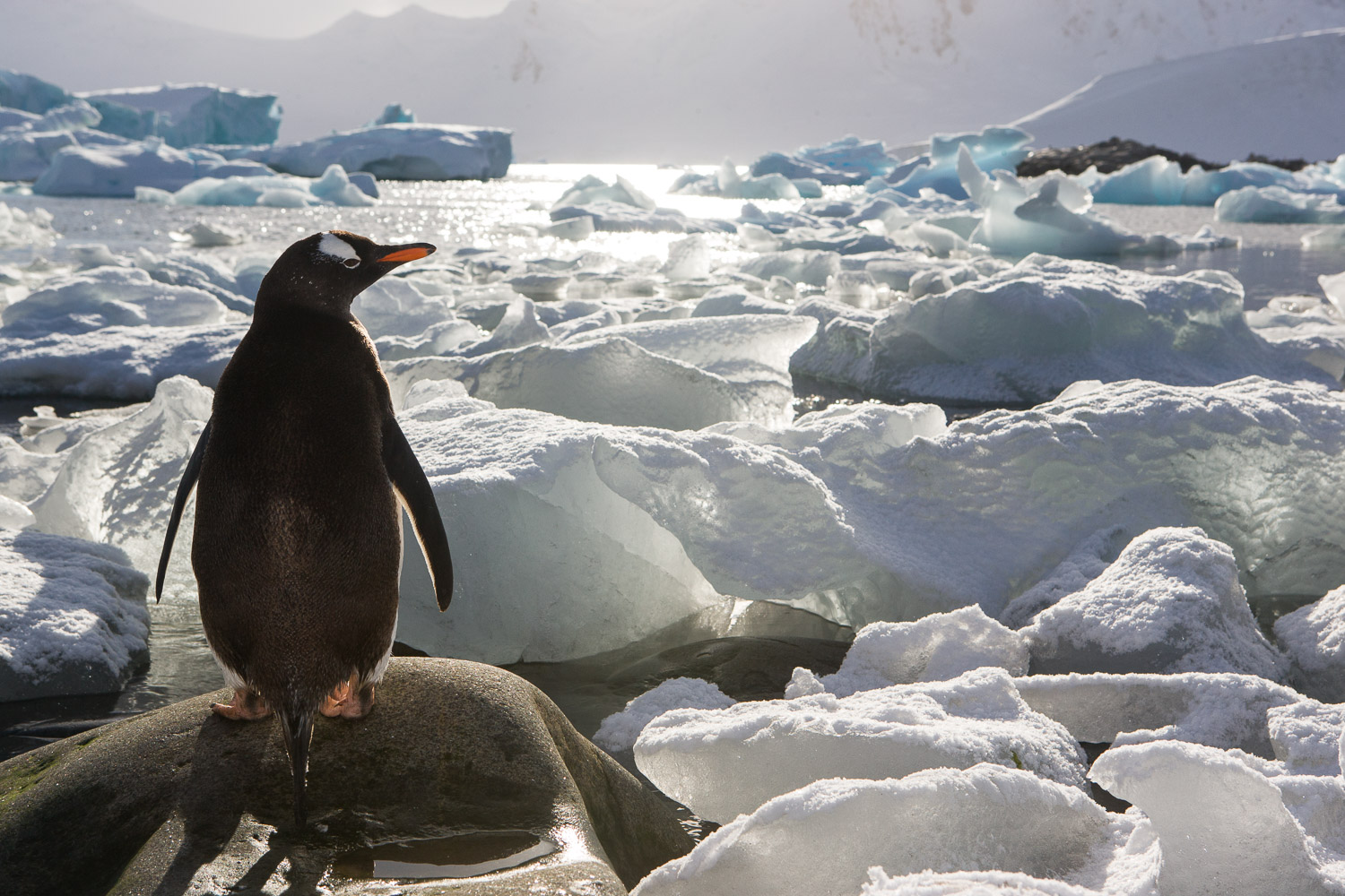 Gentoo penguin in Antarctica