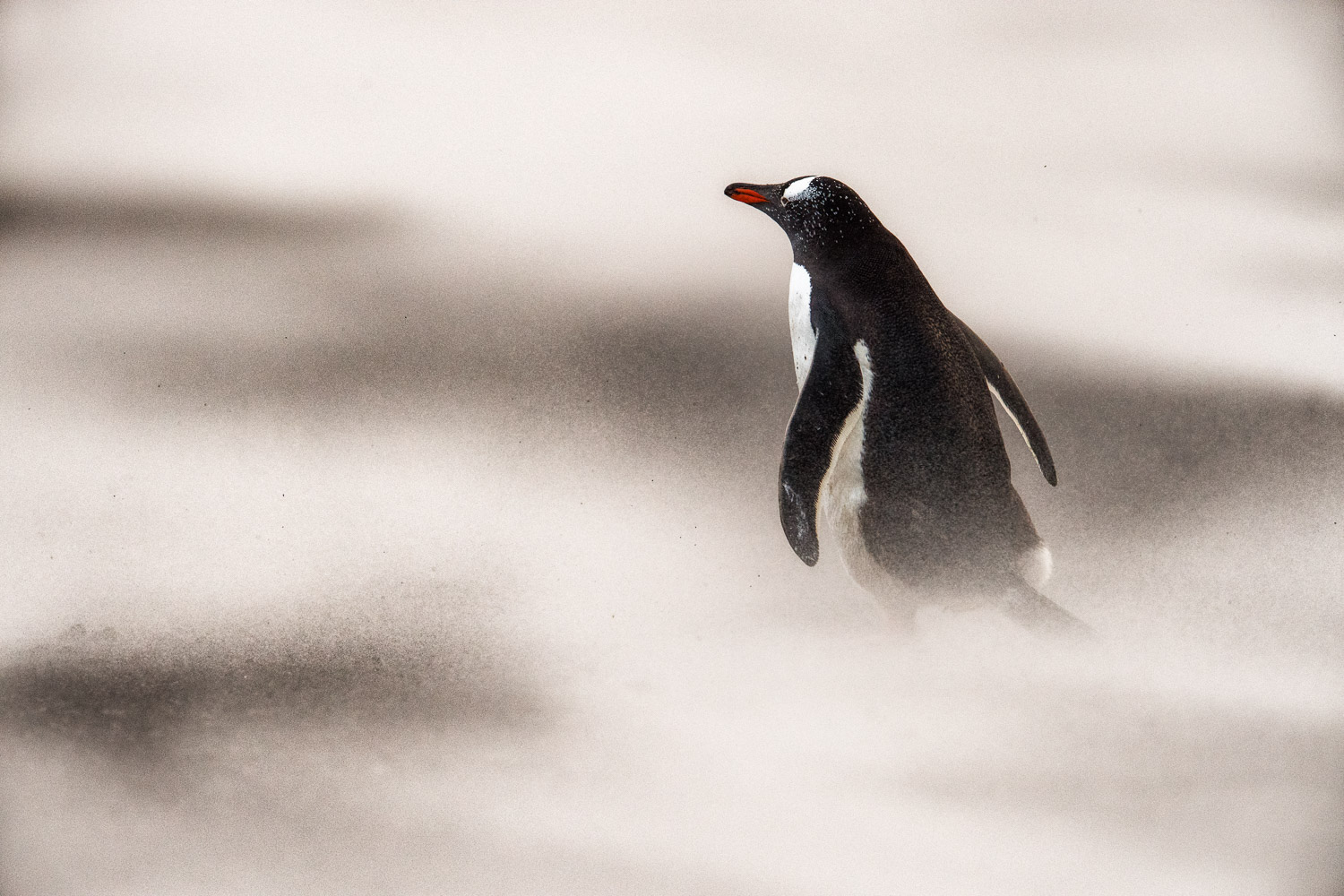 Gentoo penguin in the Falkland Islands