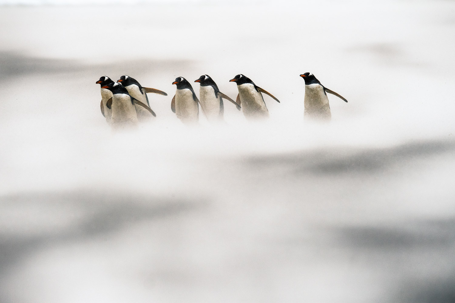 Gentoo penguins in the Falkland Islands