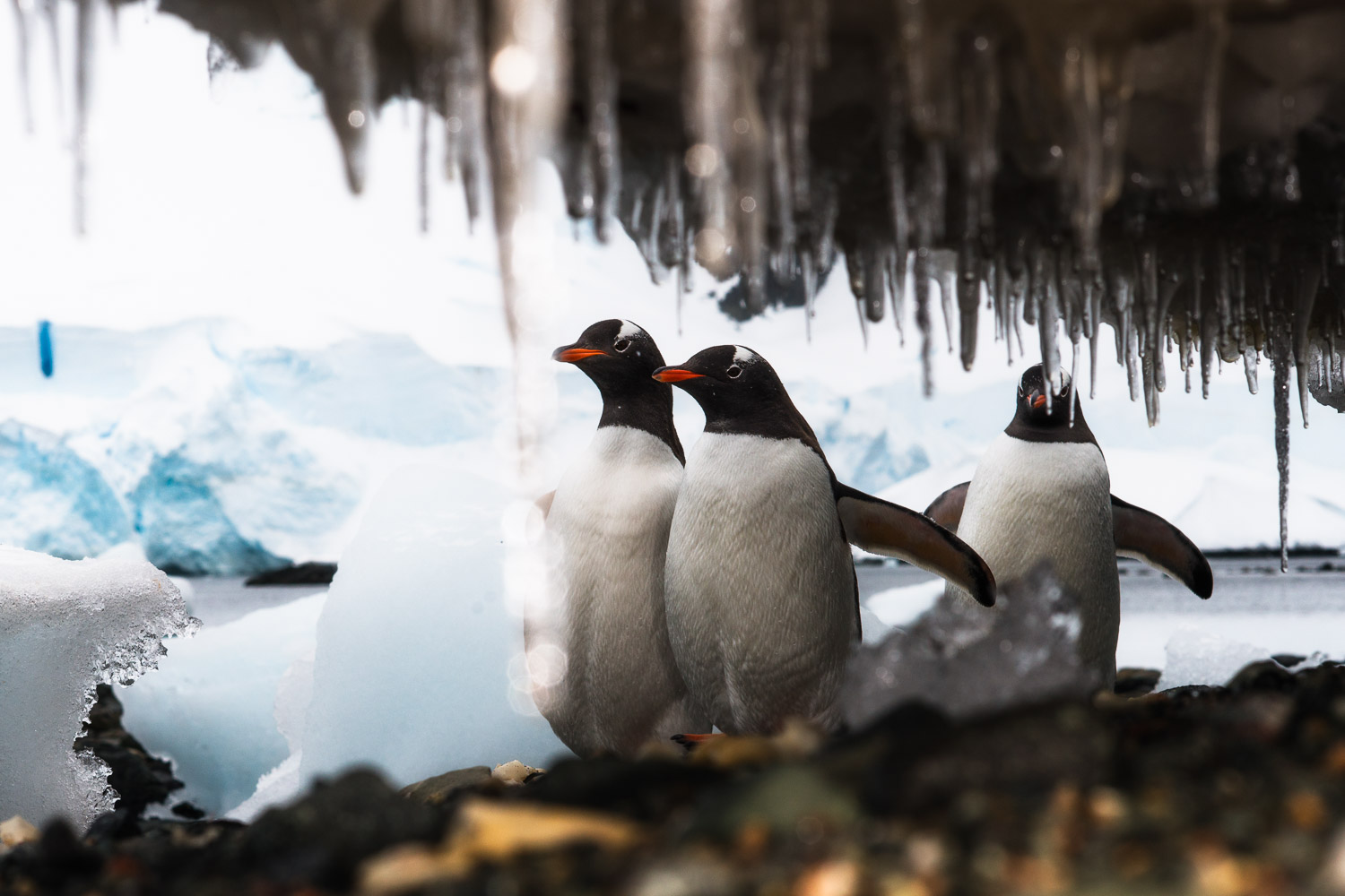 Gentoo penguins in Antarctica