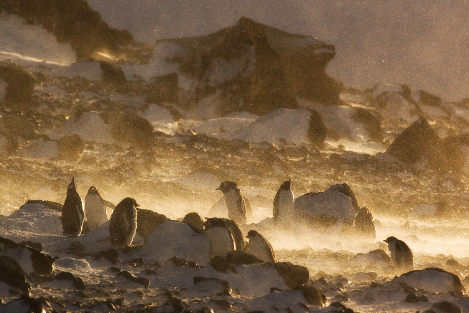 Gentoo penguins in Antarctica