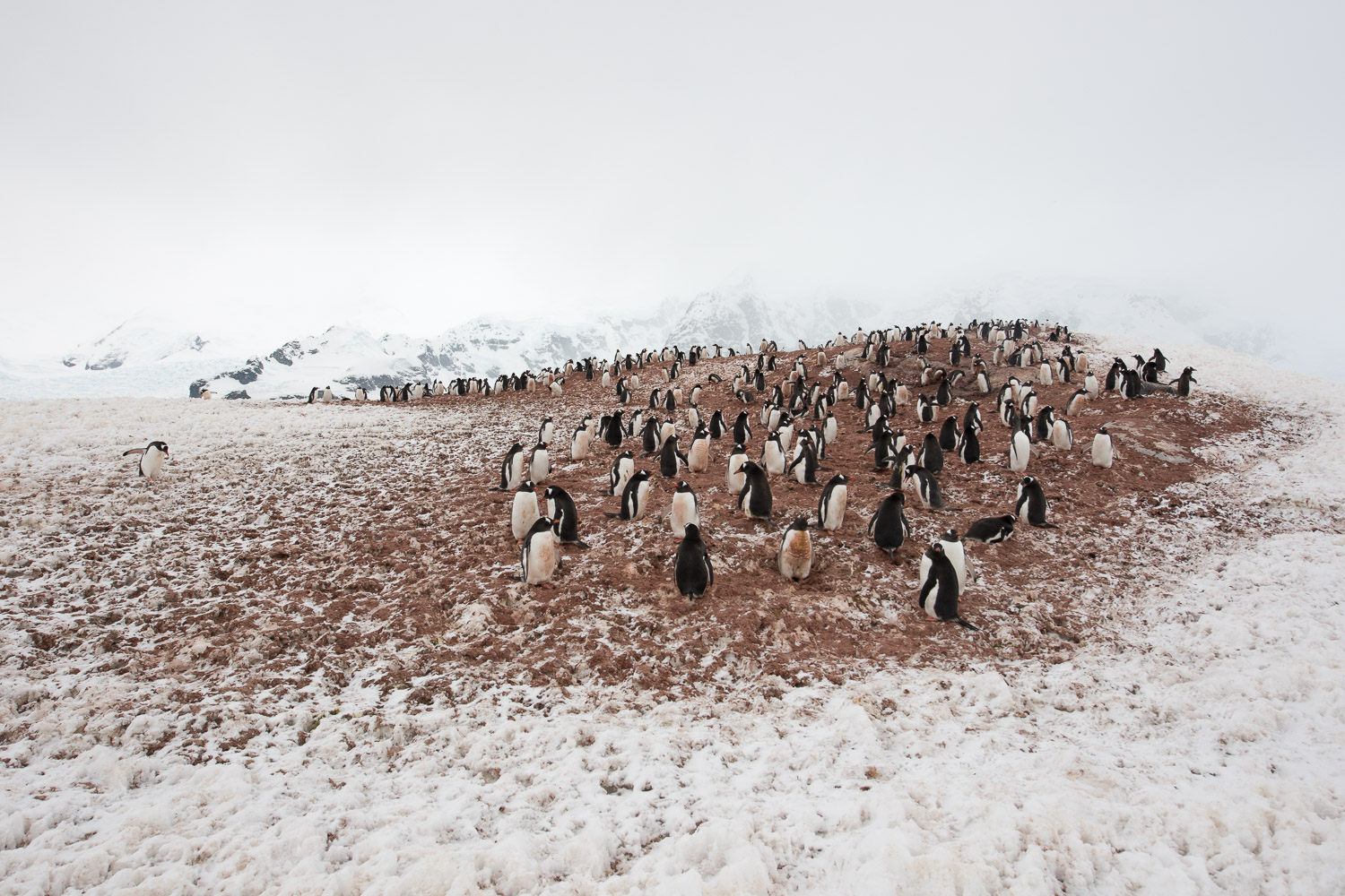 Gentoo penguins in Antarctica