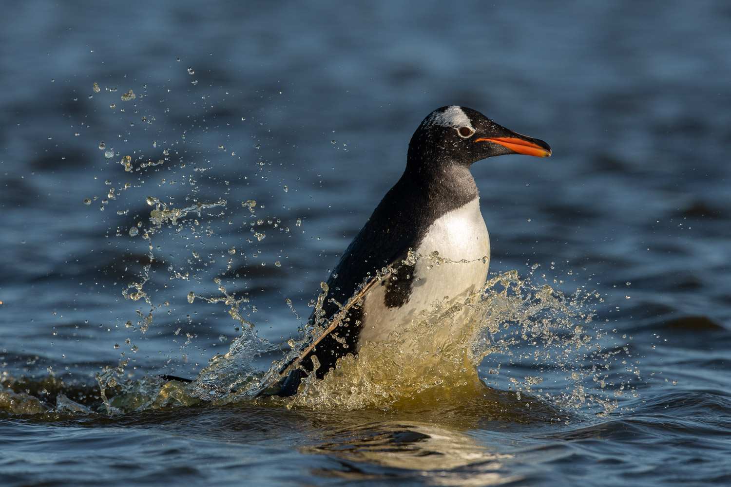 Gentoo penguin in the Falkland Islands