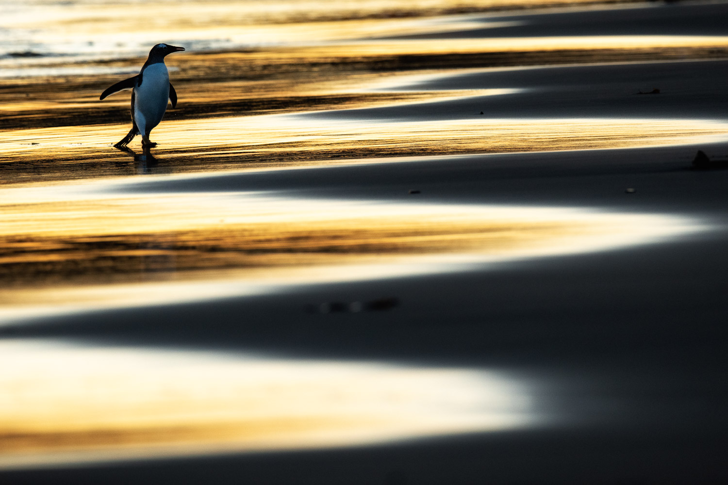 Gentoo penguin in the Falkland Islands