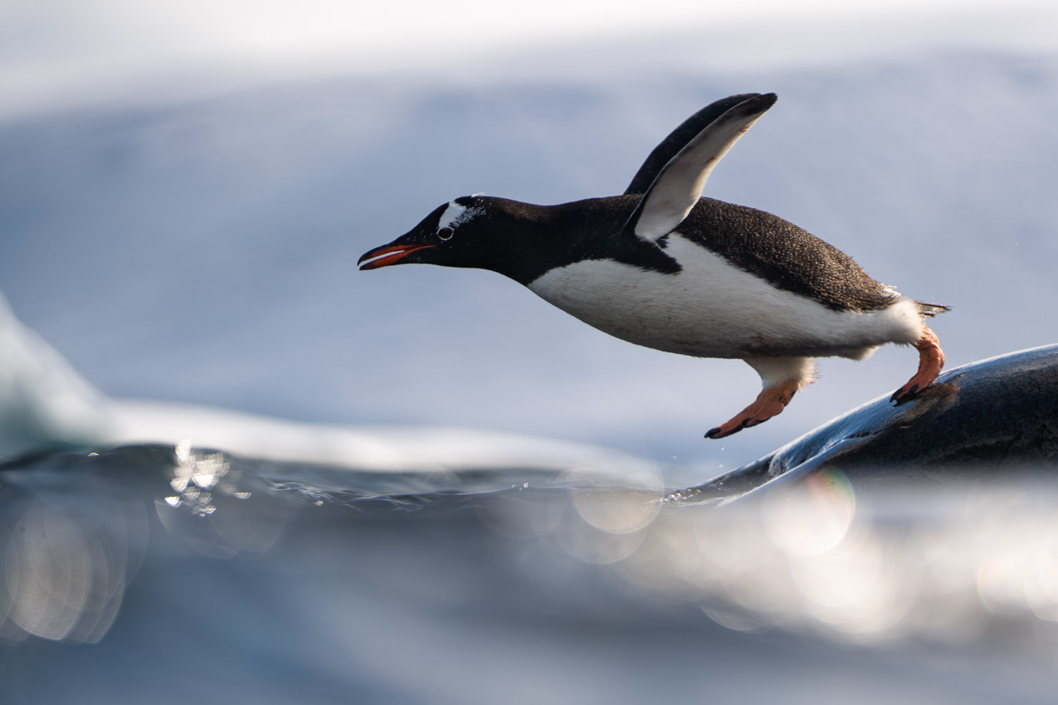 Gentoo penguin in Antarctica