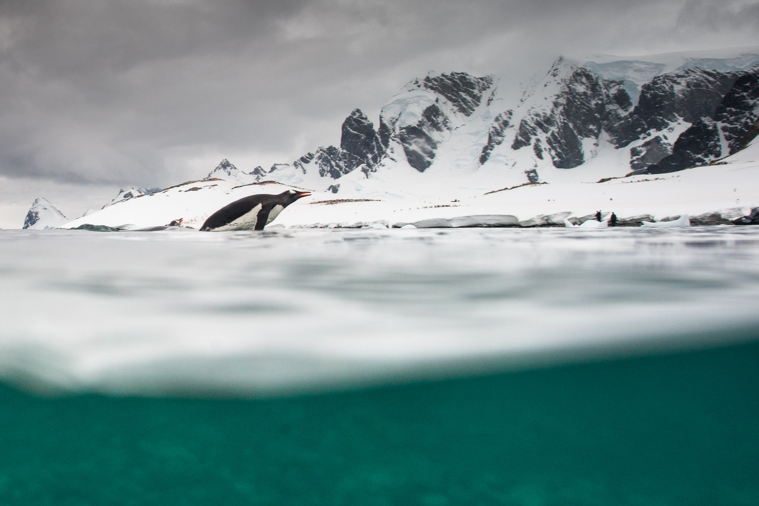 Gentoo penguin in Antarctica