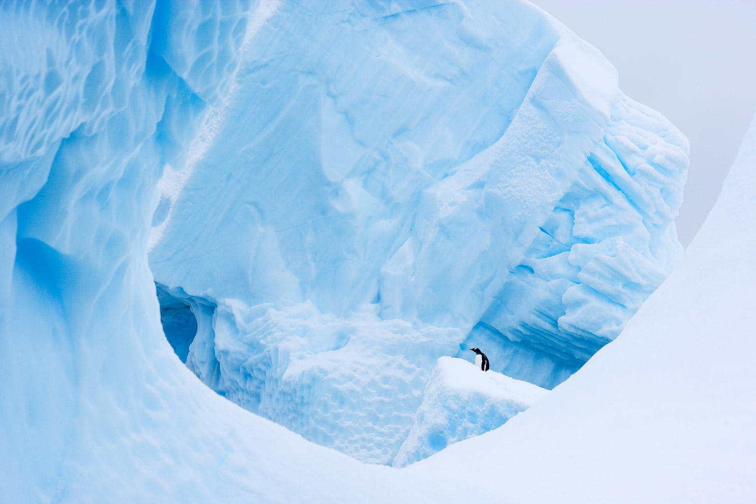 Gentoo penguin in Antarctica