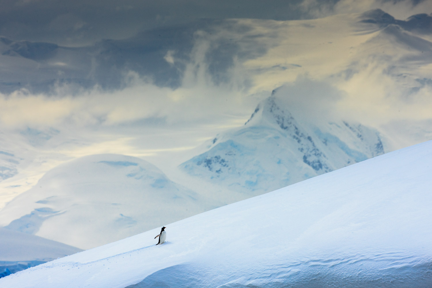  Gentoo penguin in Antarctica