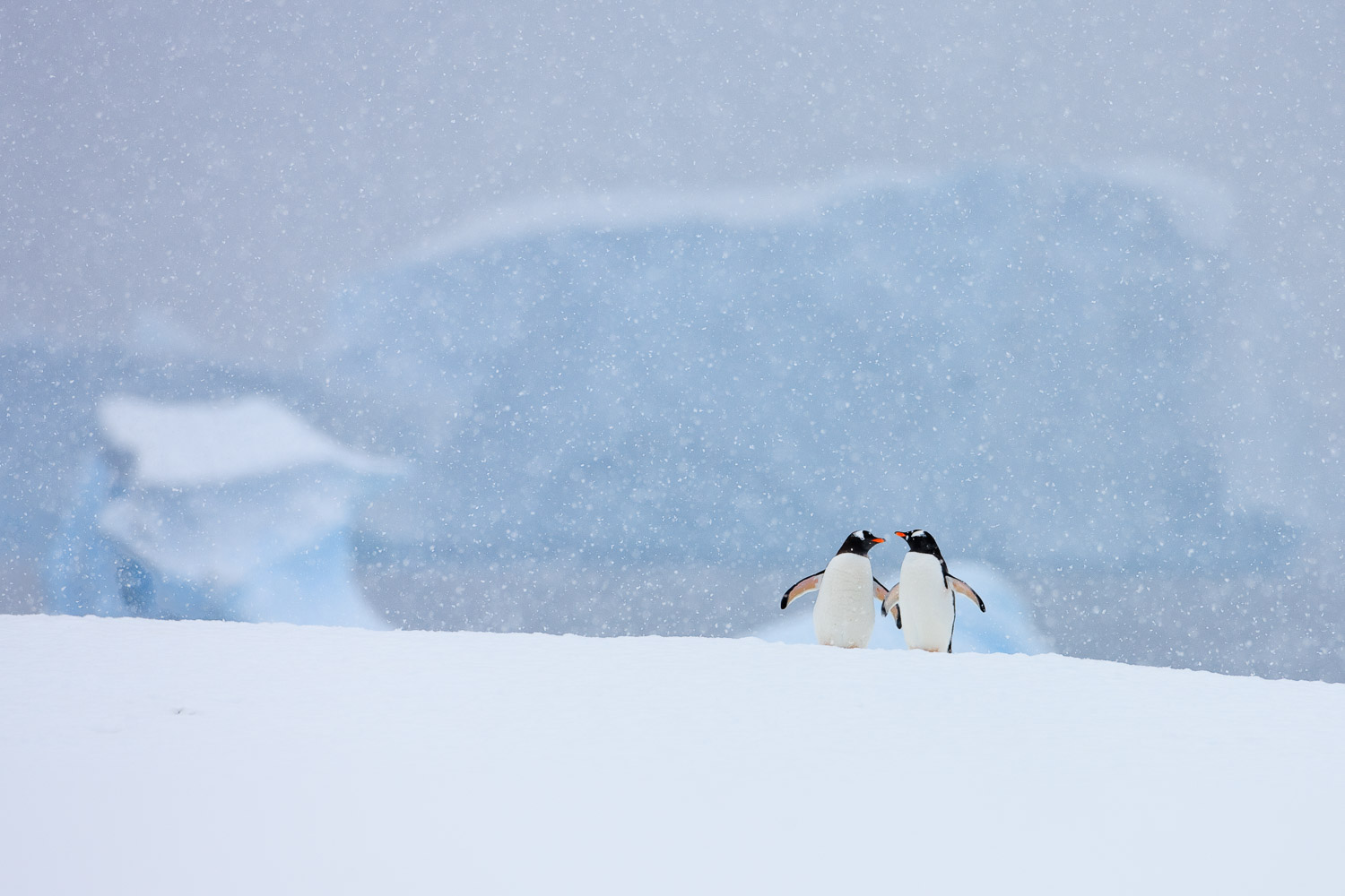 Gentoo penguins in Antarctica