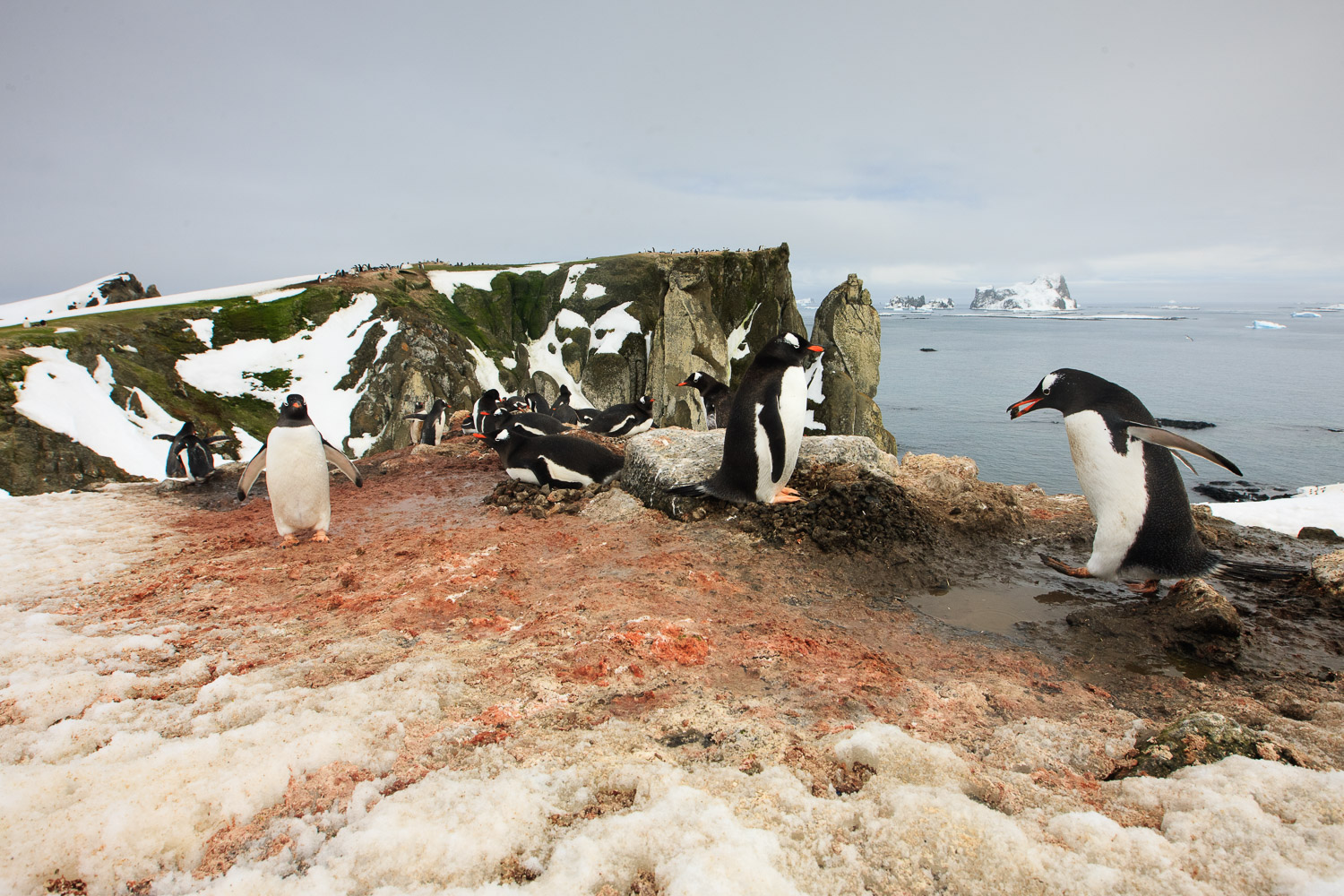 Gentoo penguins in Antarctica