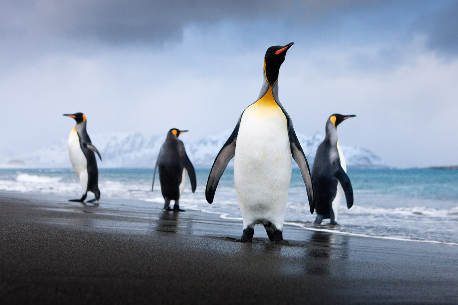 King penguin in South Georgia