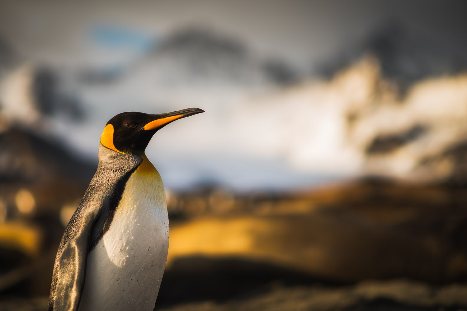 King penguin in South Georgia