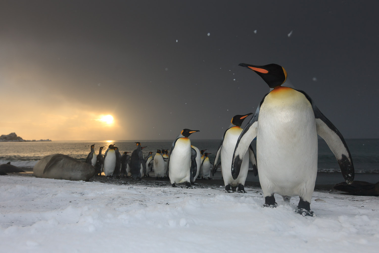 King penguin in South Georgia