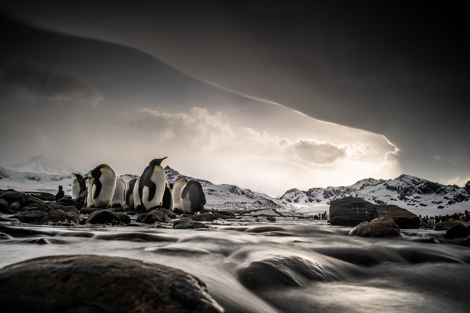 King penguin in South Georgia