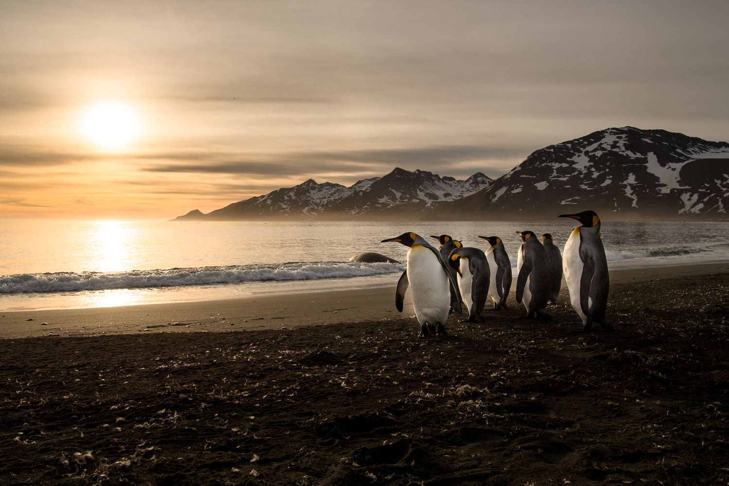 King penguin in South Georgia