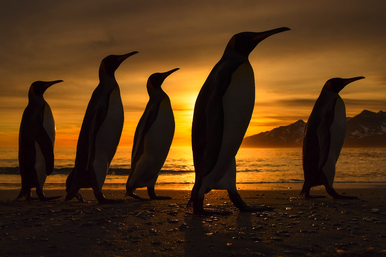 King penguin in South Georgia