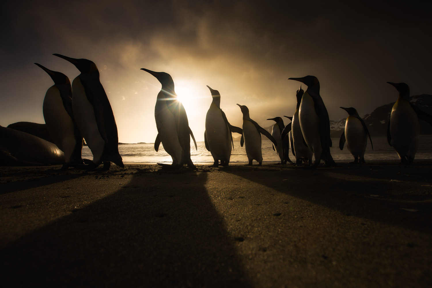  King penguin in South Georgia