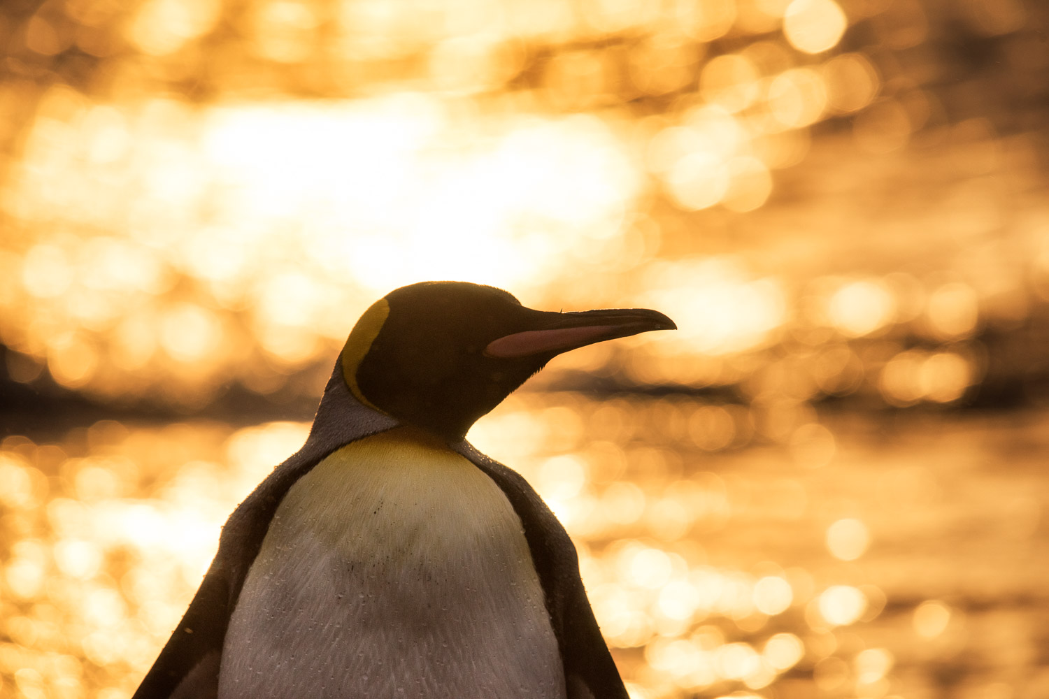 King penguin in South Georgia