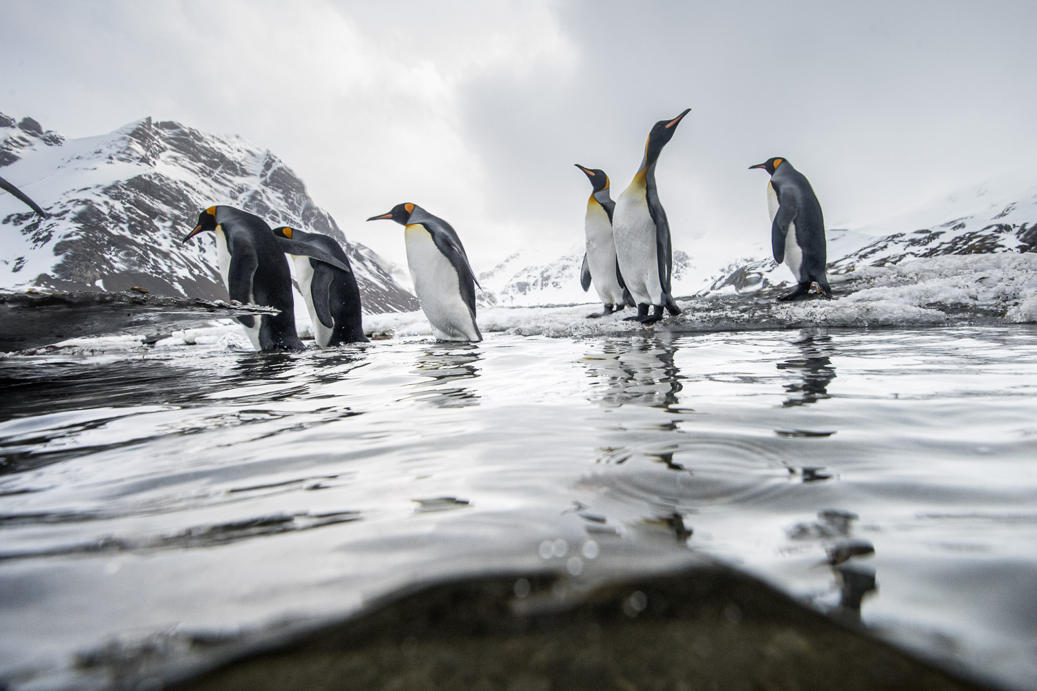 King penguin in South Georgia