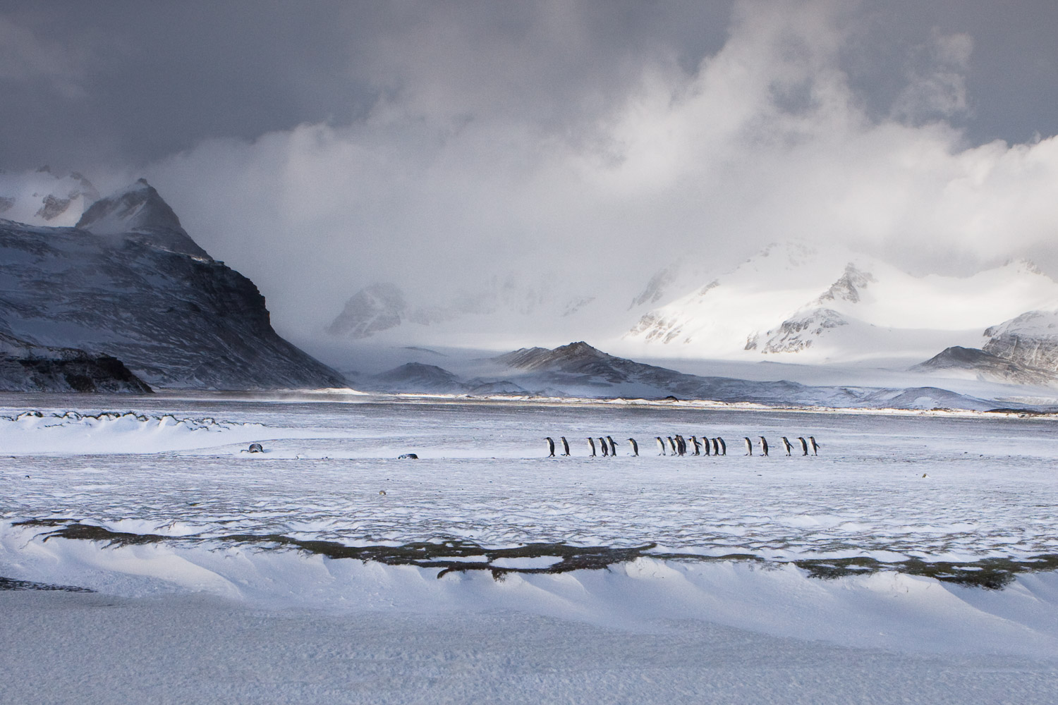 King penguin in South Georgia