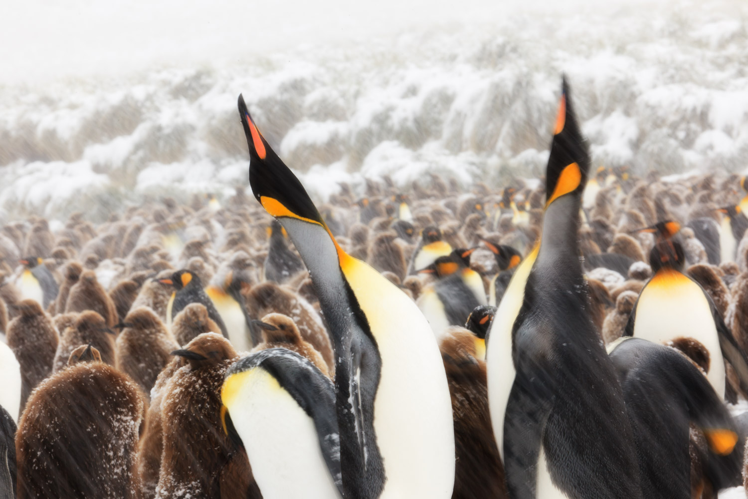 King penguin in South Georgia