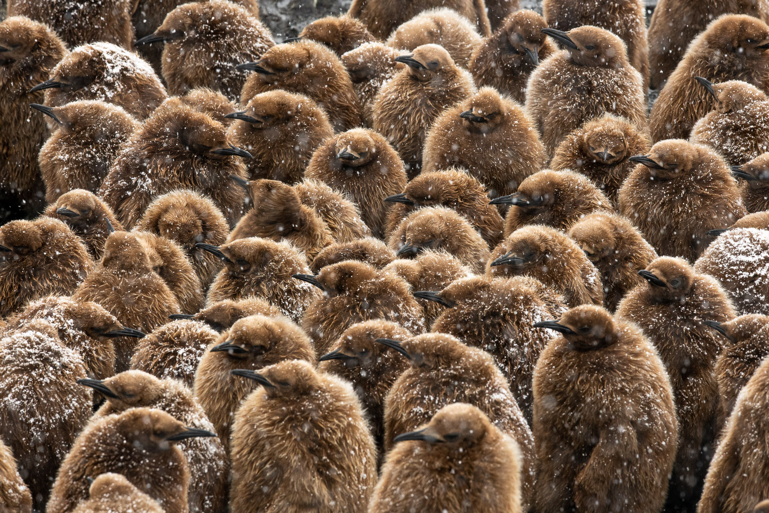 King penguin in South Georgia
