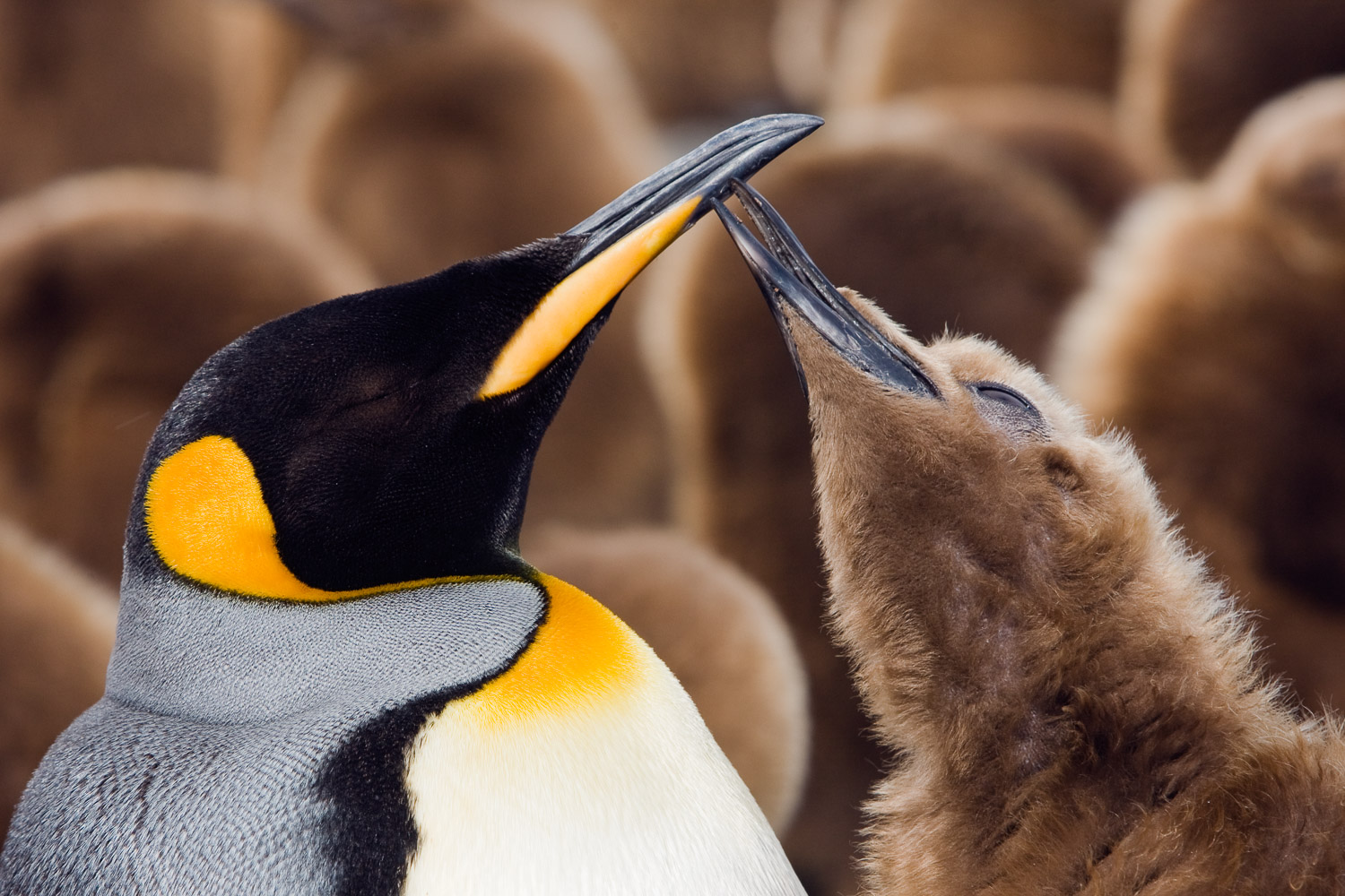 King penguin in South Georgia